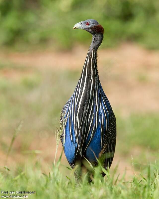 Vulturine Guineafowladult, close-up portrait