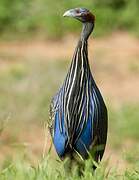 Vulturine Guineafowl