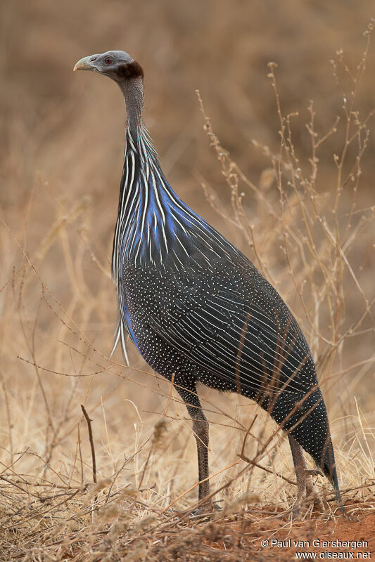 Vulturine Guineafowladult