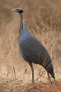 Vulturine Guineafowl