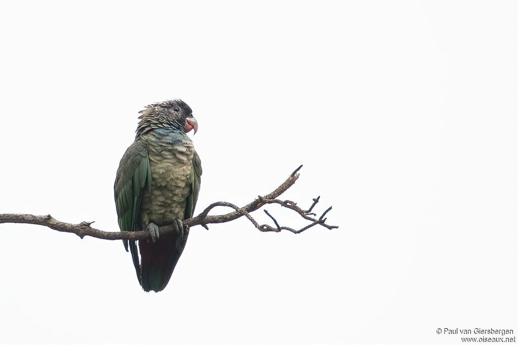 Red-billed Parrotadult