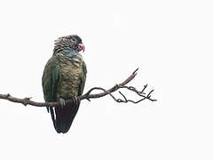 Red-billed Parrot