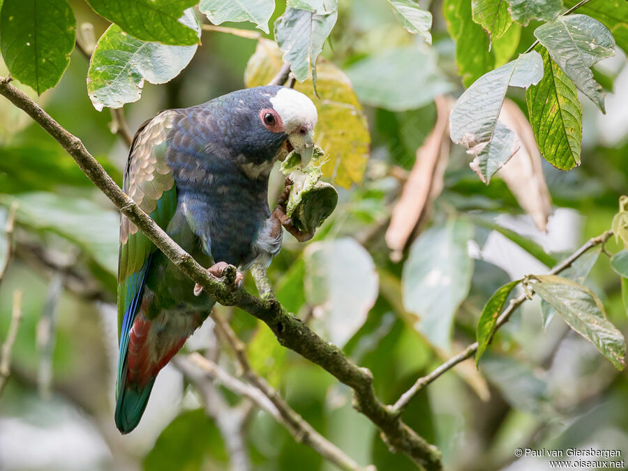 White-crowned Parrotadult