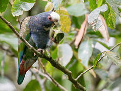 White-crowned Parrot