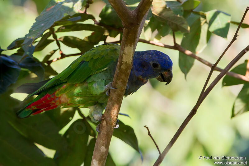 Blue-headed Parrot