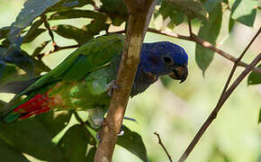 Blue-headed Parrot