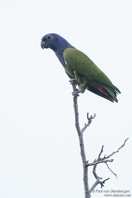 Blue-headed Parrotadult