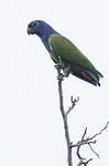 Pione à tête bleue