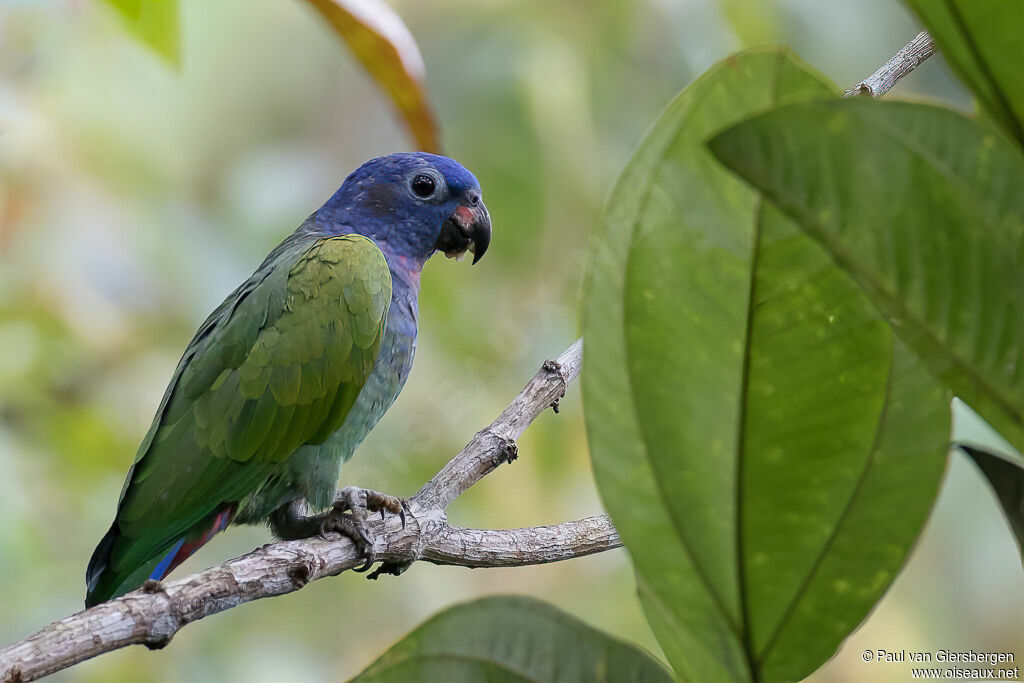 Blue-headed Parrotadult