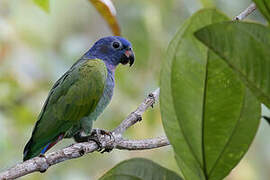 Blue-headed Parrot