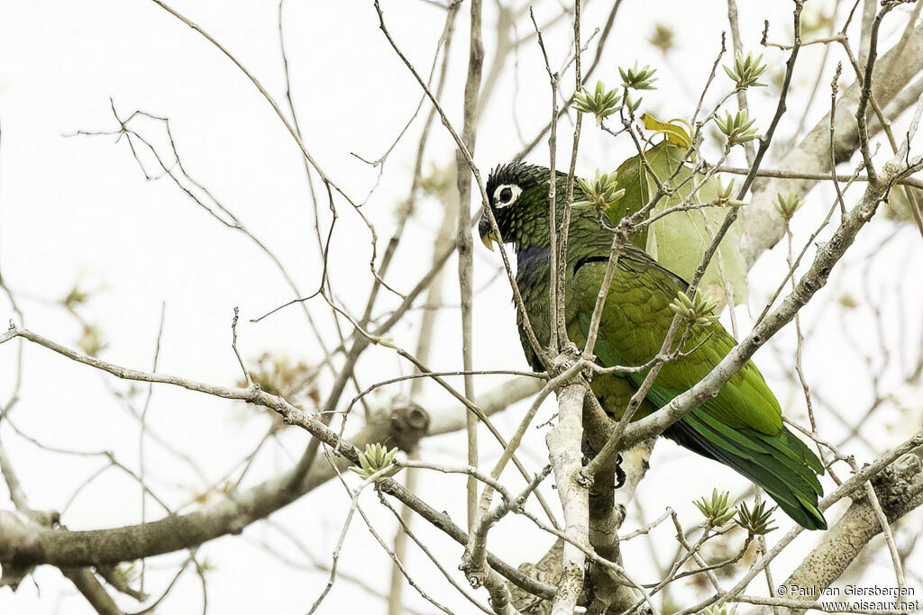 Scaly-headed Parrotadult