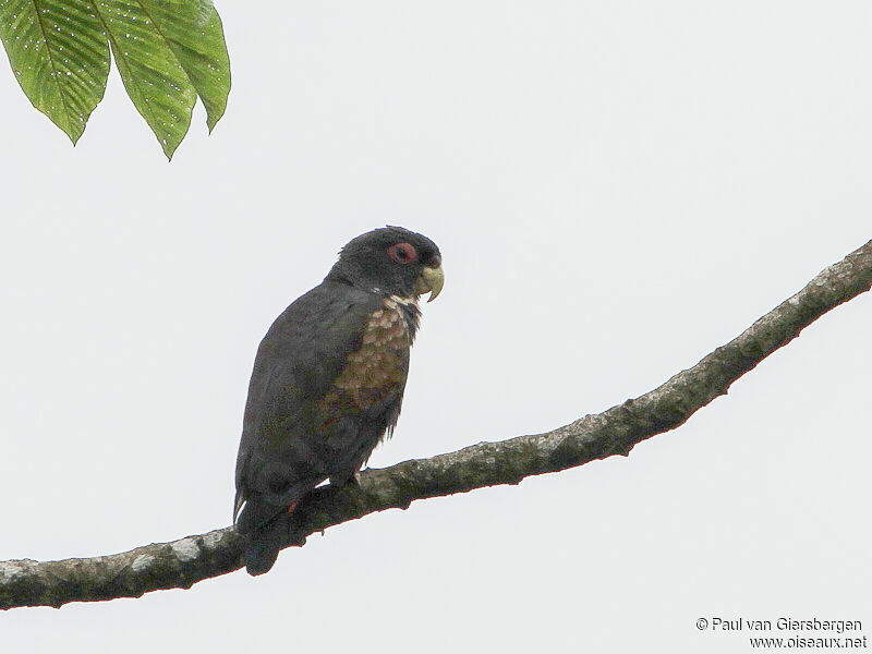 Bronze-winged Parrot