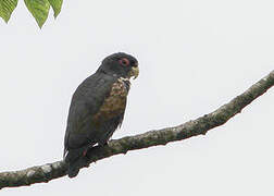 Bronze-winged Parrot