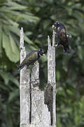 Bronze-winged Parrot