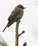 Western Wood Pewee