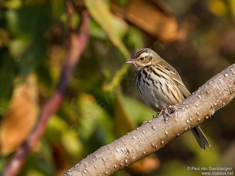 Pipit à dos olive