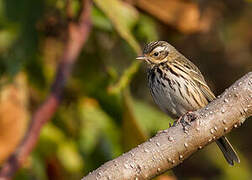 Olive-backed Pipit