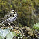 Pipit à dos olive