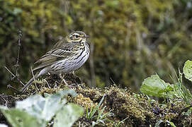 Olive-backed Pipit