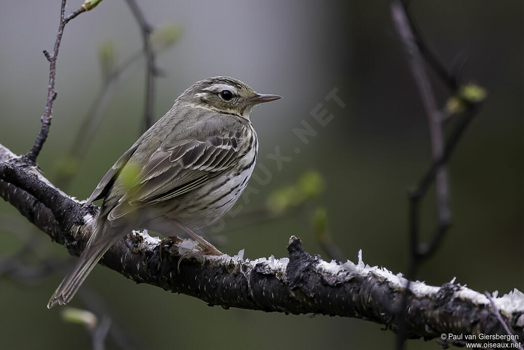 Pipit à dos oliveadulte