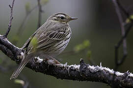 Olive-backed Pipit