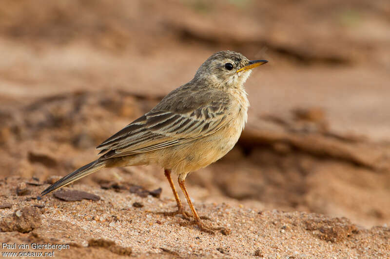 Plain-backed Pipitadult, identification