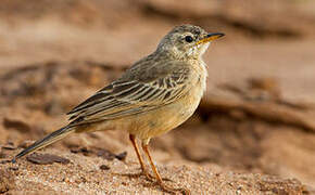 Plain-backed Pipit