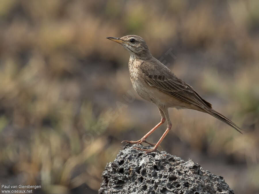 Pipit à dos uniadulte, identification