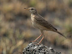 Pipit à dos uni