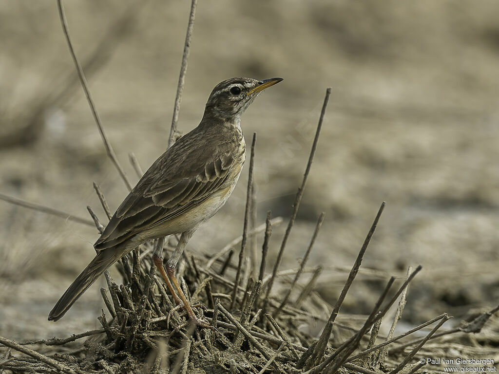 Pipit à dos uniadulte