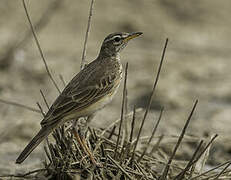 Pipit à dos uni