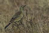 Pipit à gorge jaune