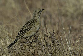 Yellow-breasted Pipit