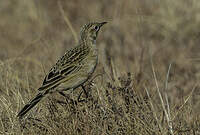 Pipit à gorge jaune