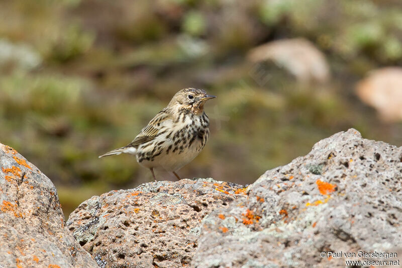 Pipit à gorge rousse