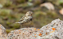 Pipit à gorge rousse