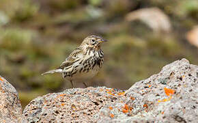 Pipit à gorge rousse