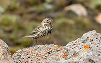 Pipit à gorge rousse