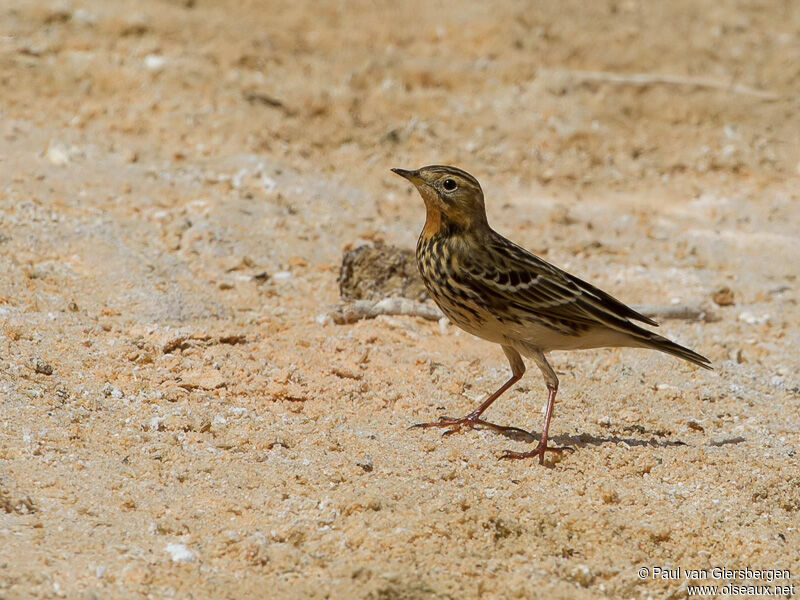 Pipit à gorge rousse