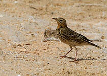 Pipit à gorge rousse