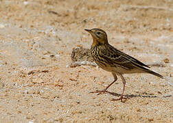 Red-throated Pipit