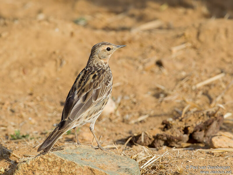 Pipit à gorge rousse