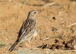 Pipit à gorge rousse