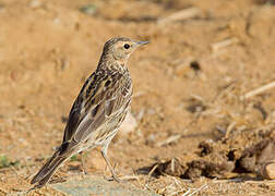 Red-throated Pipit