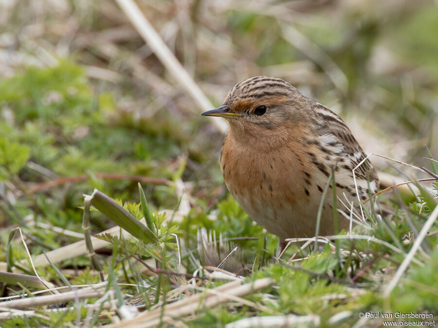 Pipit à gorge rousseadulte nuptial