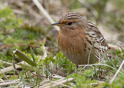 Pipit à gorge rousse