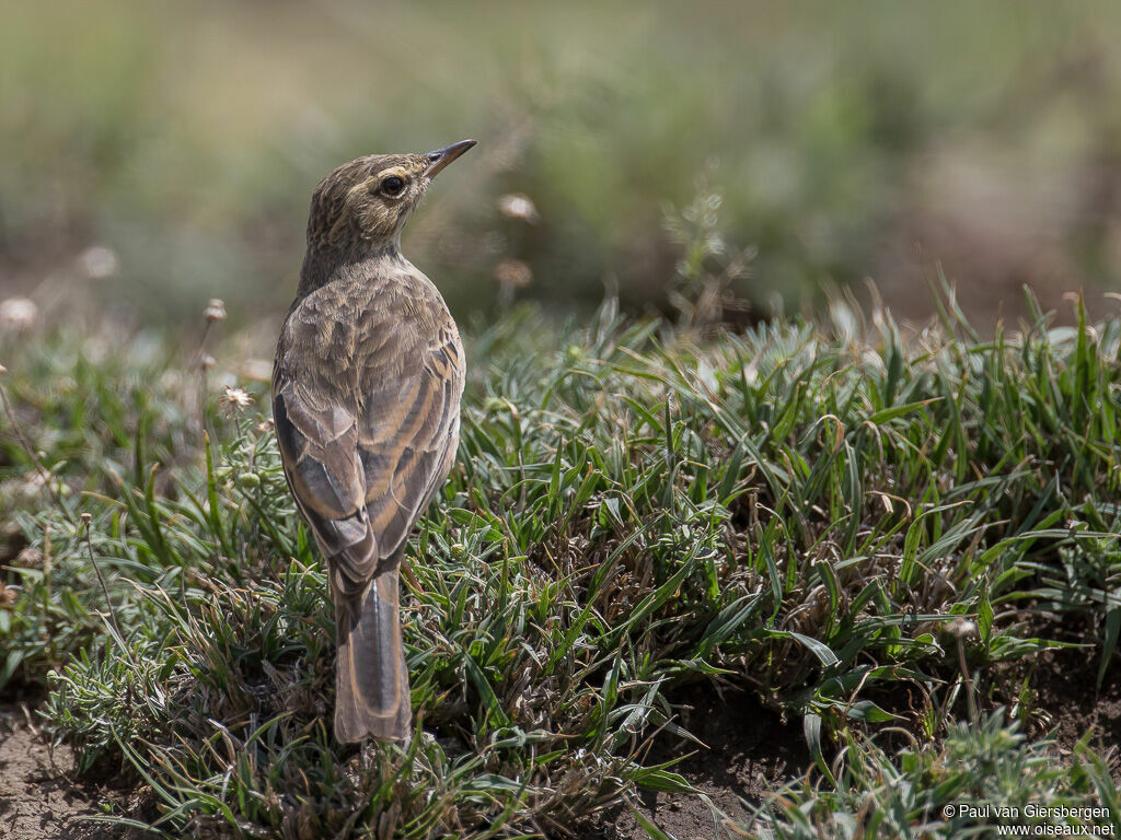 Pipit à long becadulte