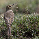 Pipit à long bec