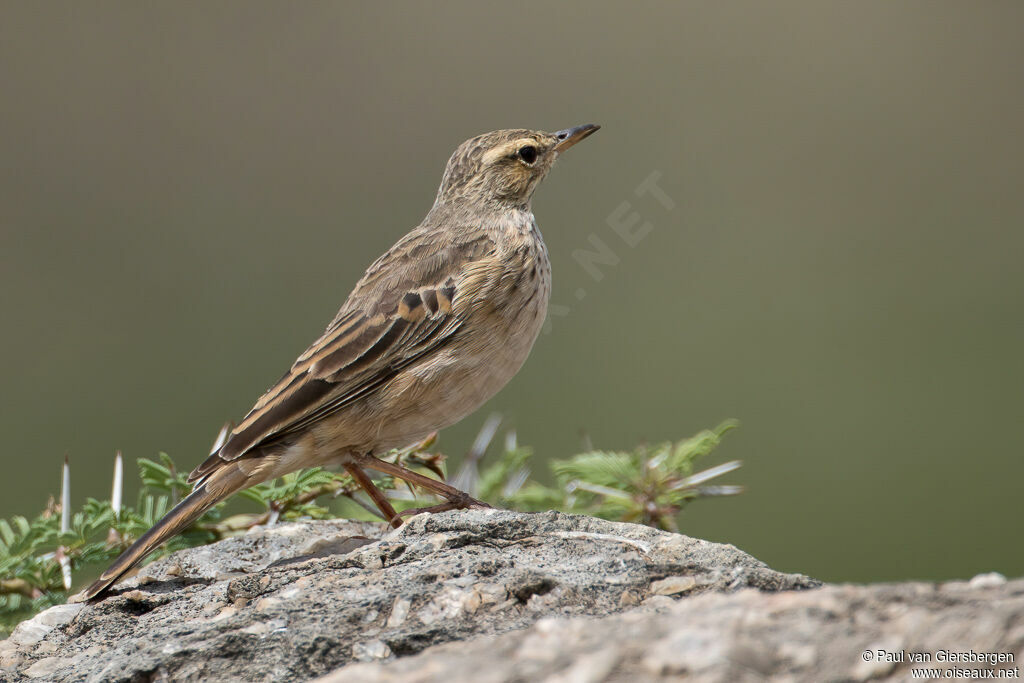 Long-billed Pipitadult