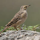 Pipit à long bec